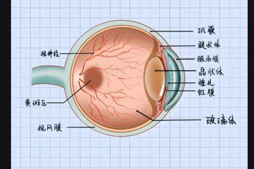 三、武汉佰视佳眼科医院的医生介绍www.web508.com