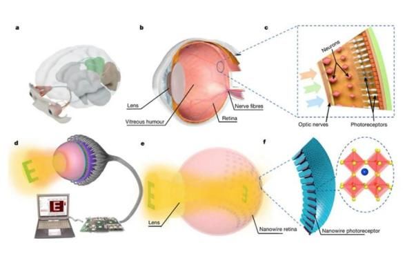 3D仿生眼球2025年能上市吗web508.com